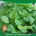 Suntoday овощной китайский F1 органические, потому что органических объемных изображений зеленые семена амаранта(32001)